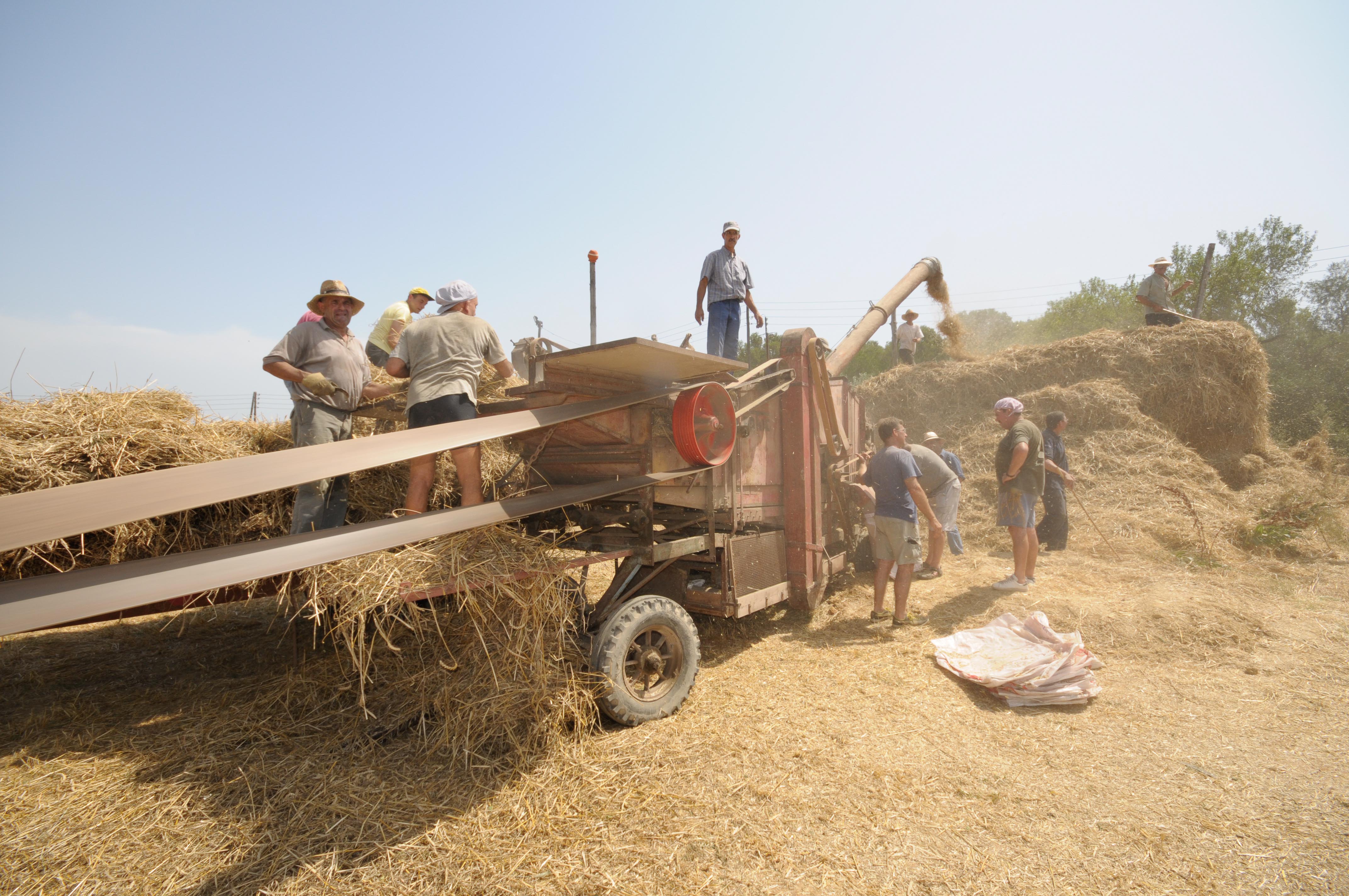 Festa del segar i el batre