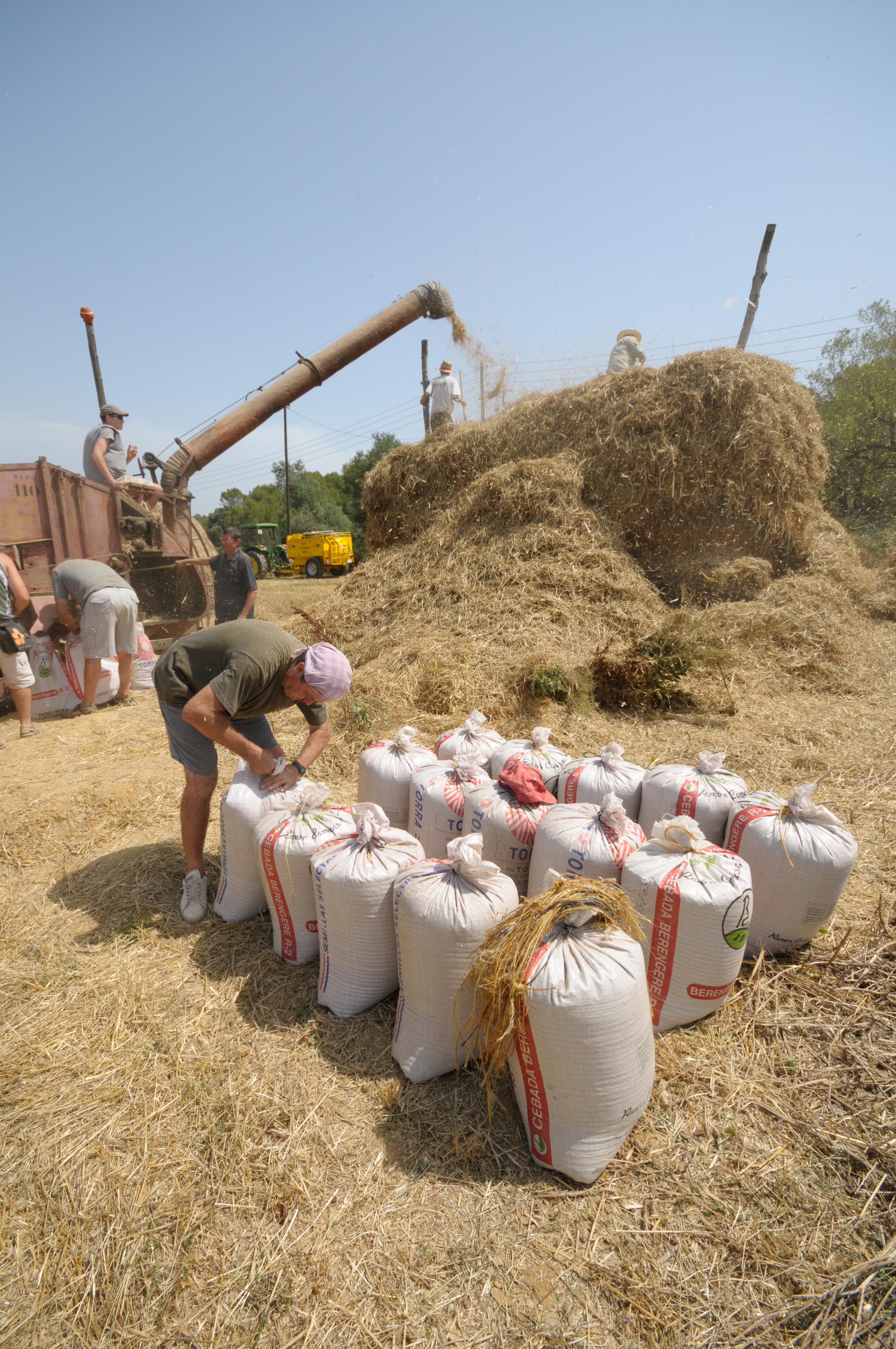 Festa del segar i el batre