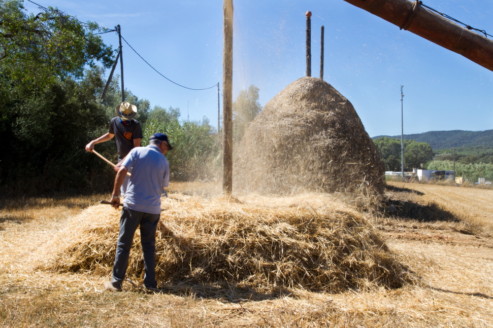 Festa del segar i el batre