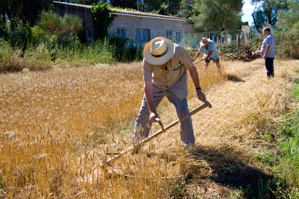 Festa del segar i el batre