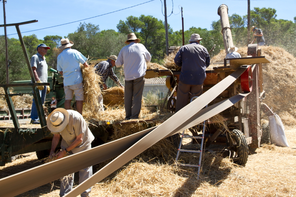 Festa del segar i el batre